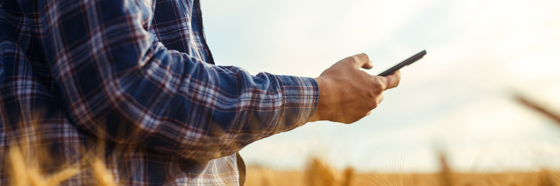 Man on his phone in a field of wheat